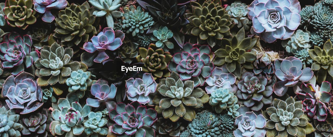 Succulent plants from above