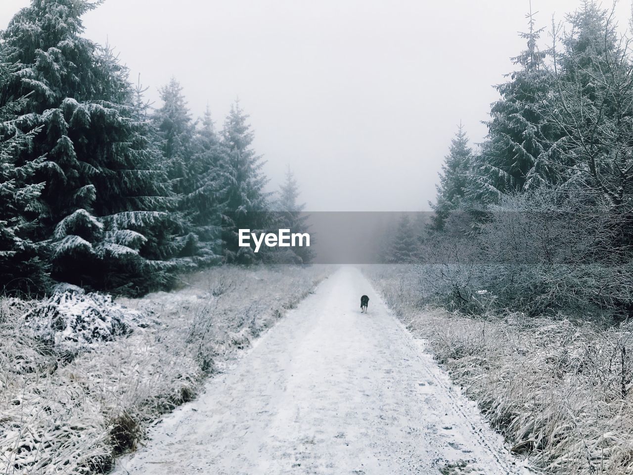 ROAD AMIDST SNOW COVERED TREES DURING WINTER