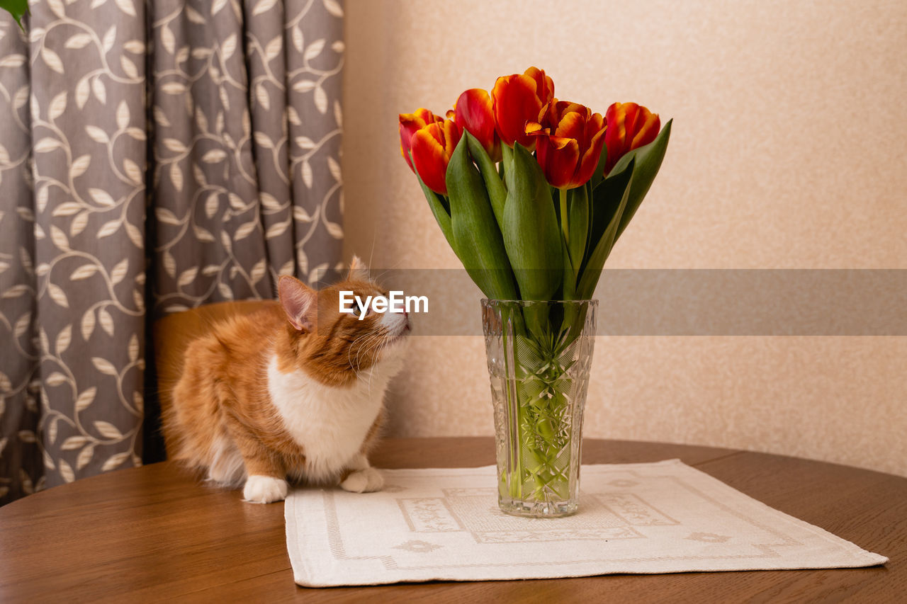 A ginger cat sits on the table next to a vase of flowers and looks at the tulips. cat's behavior