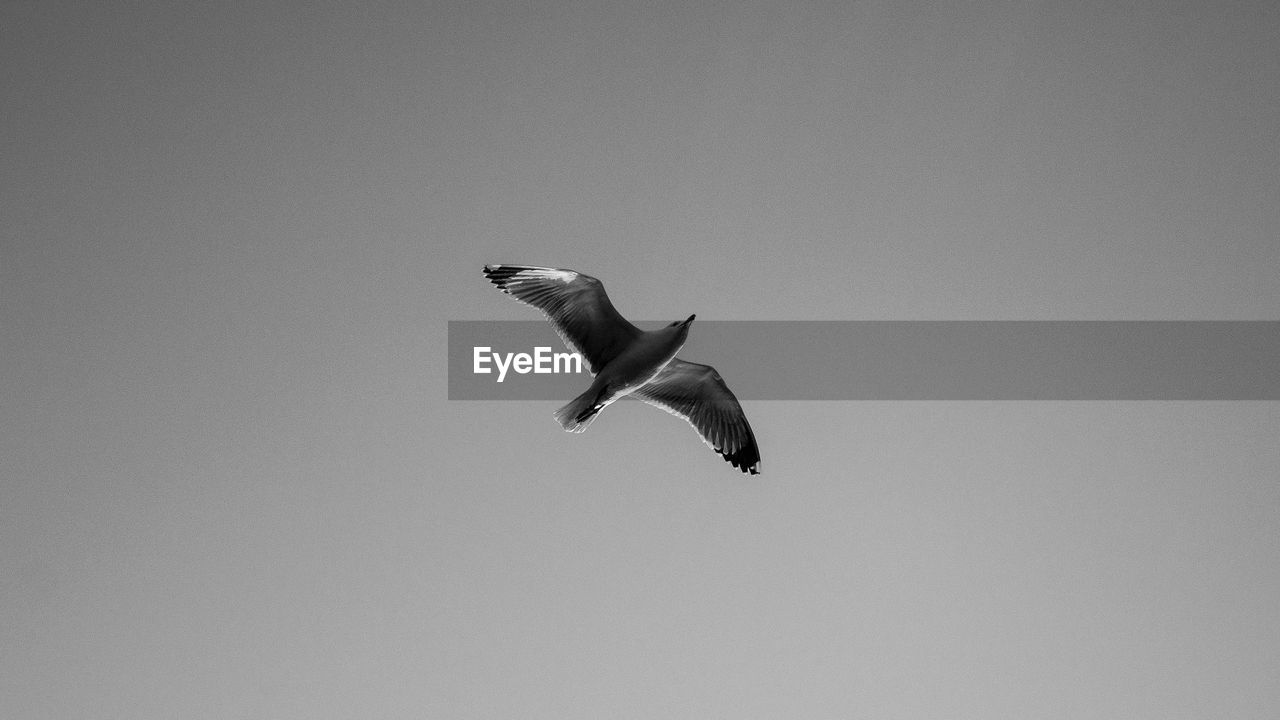 Low angle view of bird flying against clear sky