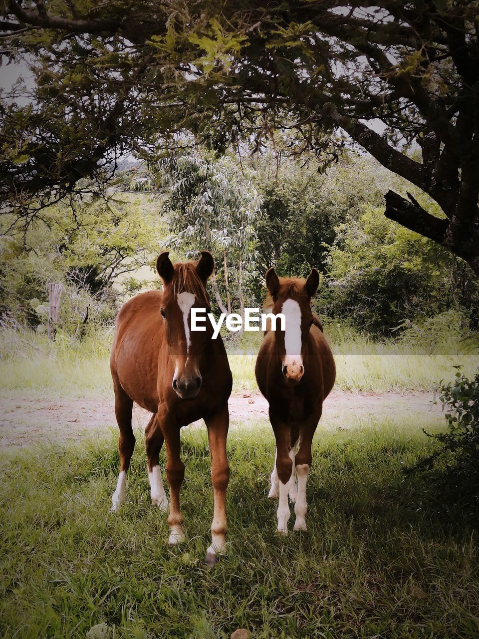 Horses standing on field