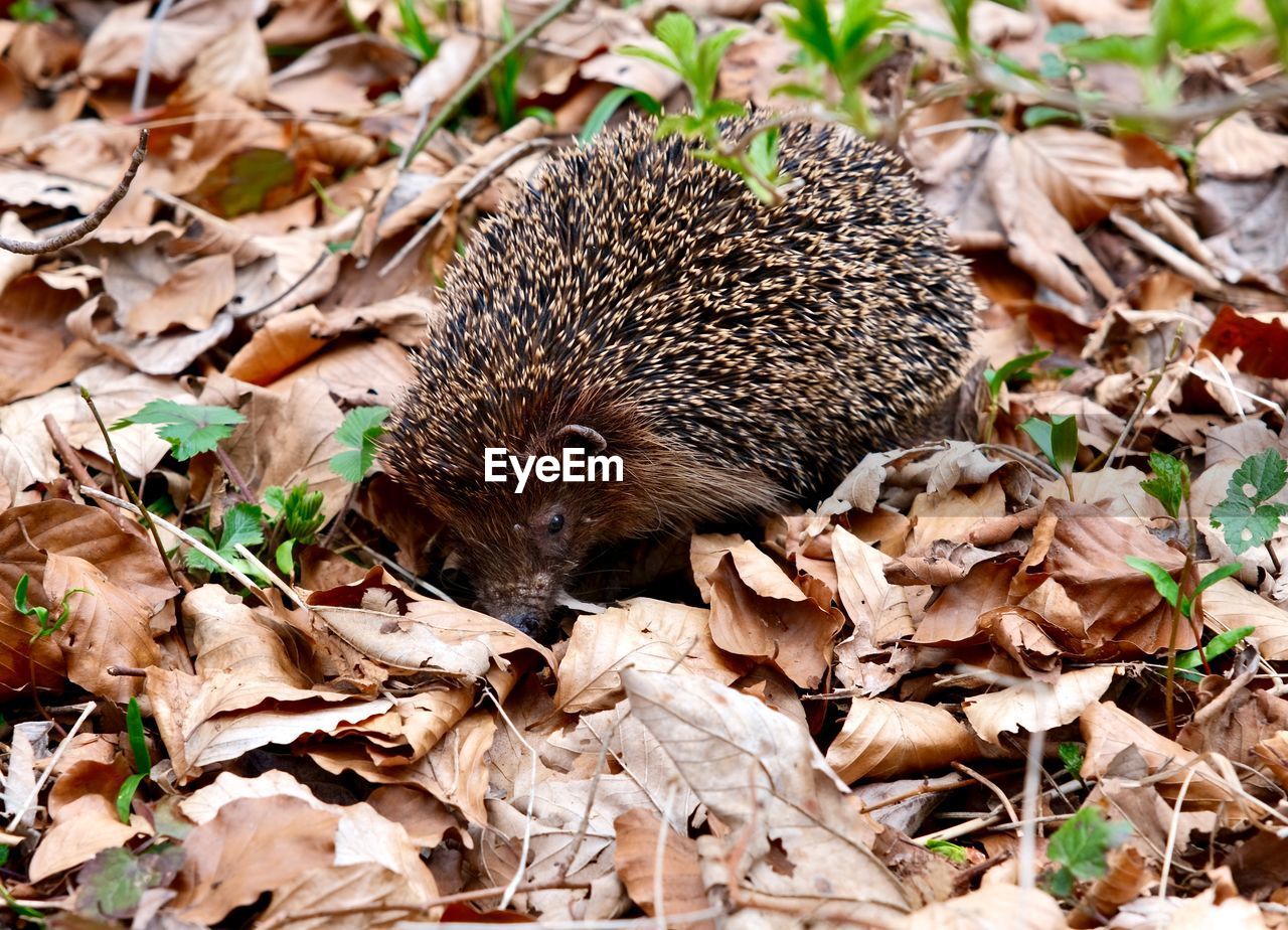 High angle view of a hedgehog and dry leaves on field