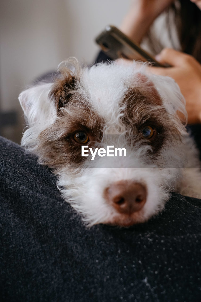 CLOSE-UP PORTRAIT OF DOG WITH HAND ON FLOOR