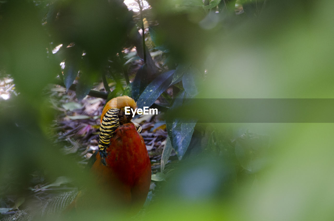 Bird perching amidst plants