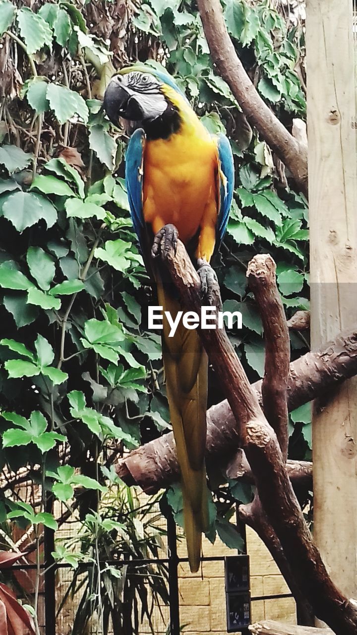 LOW ANGLE VIEW OF BIRD PERCHING ON BRANCH