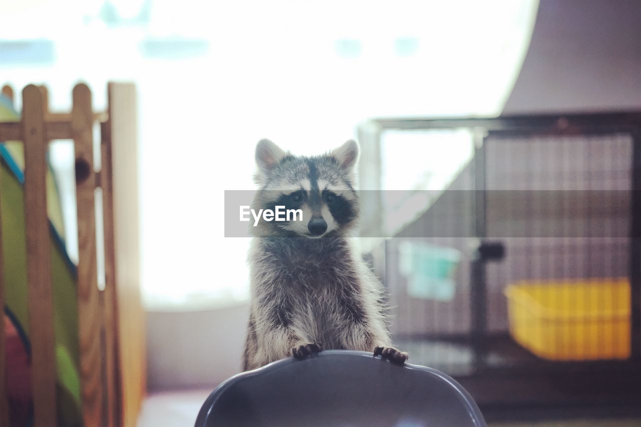 CLOSE-UP PORTRAIT OF CAT SITTING ON TABLE