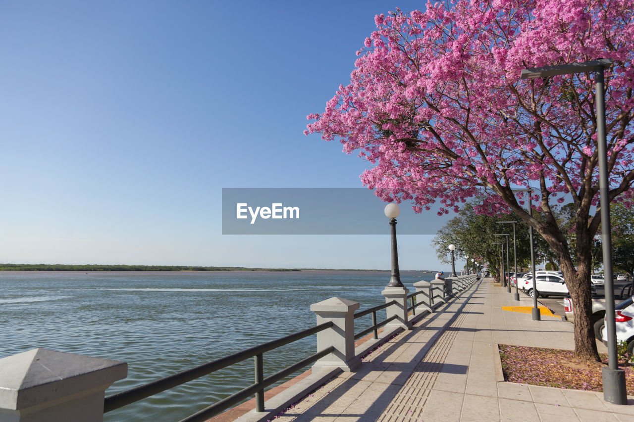 Scenic view of sea against clear sky lapacho tree