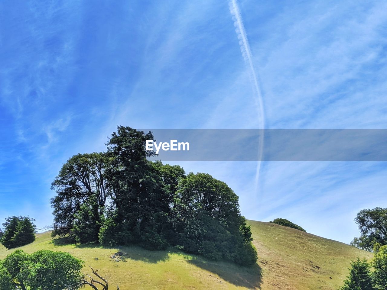 LOW ANGLE VIEW OF TREES AGAINST CLEAR SKY