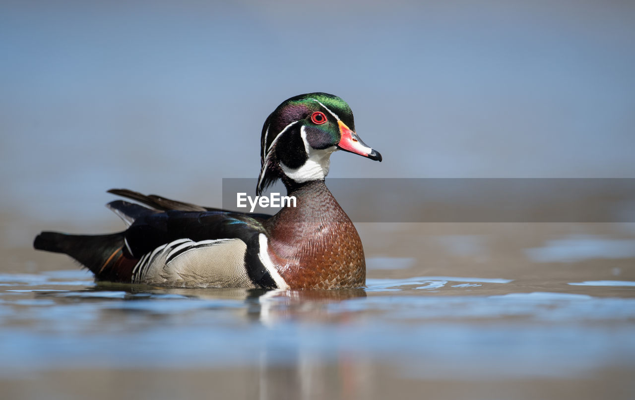 Close-up of duck swimming on lake