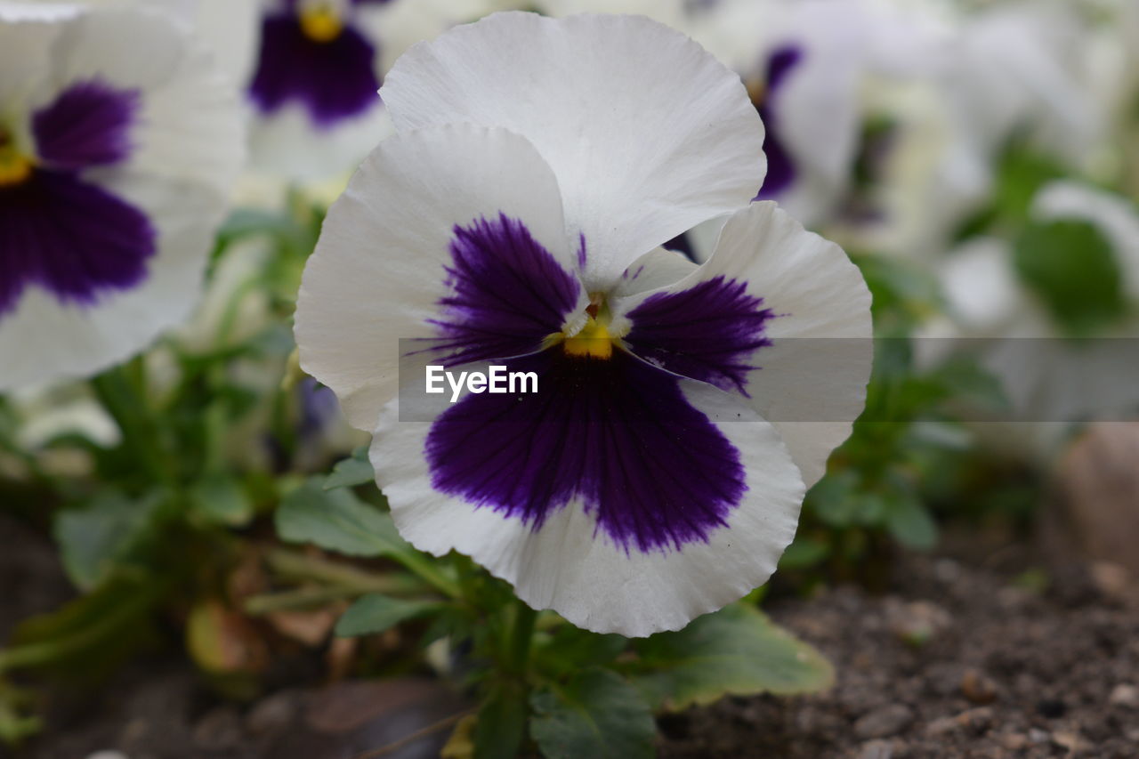 CLOSE-UP OF PURPLE AND WHITE FLOWER BLOOMING OUTDOORS