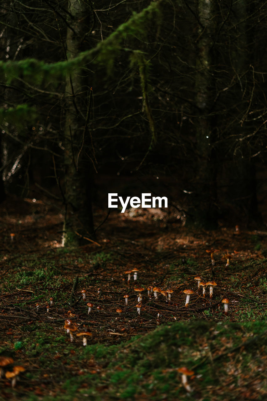 high angle view of trees in forest