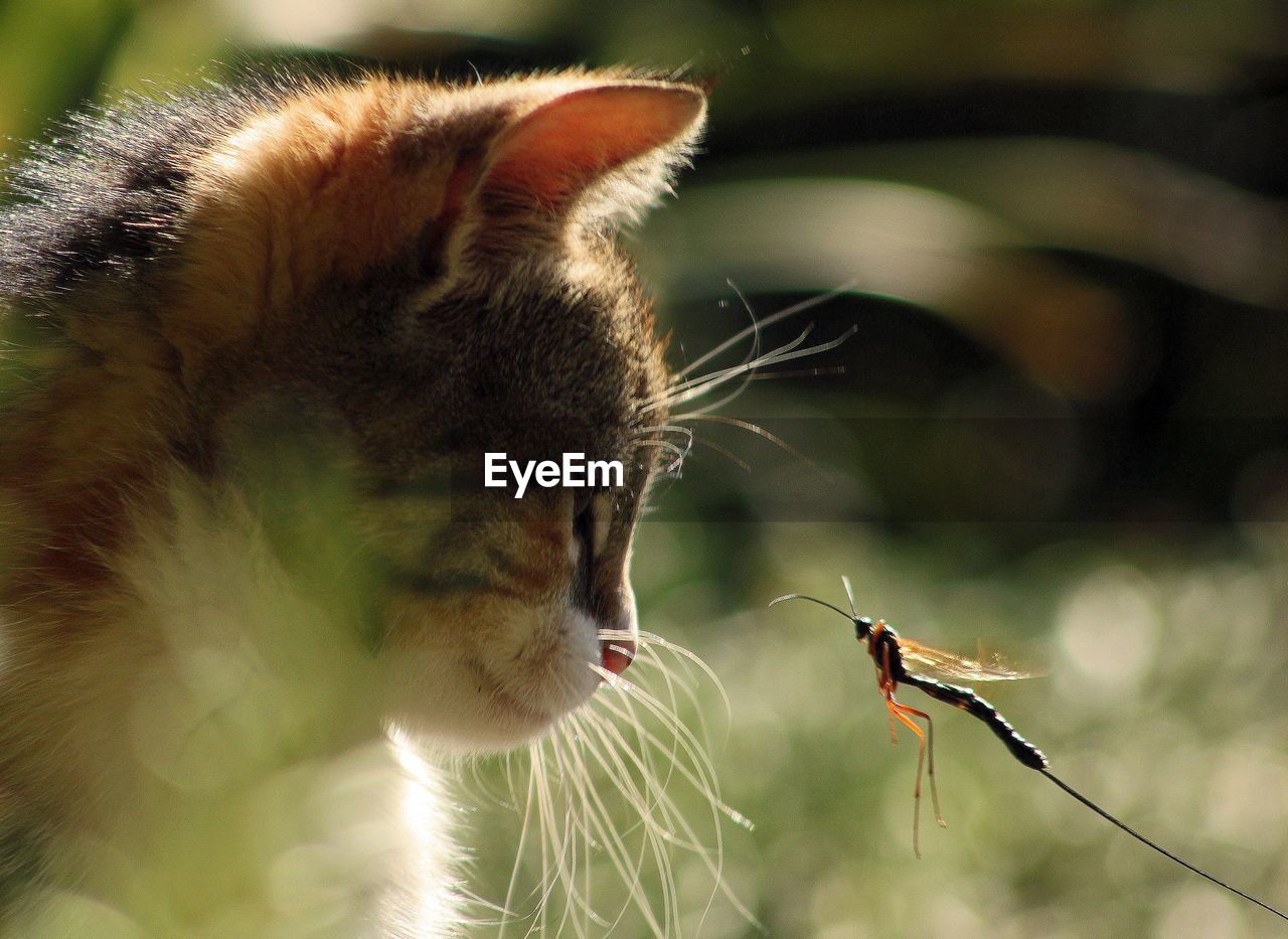 Close-up of cat looking at dragonfly