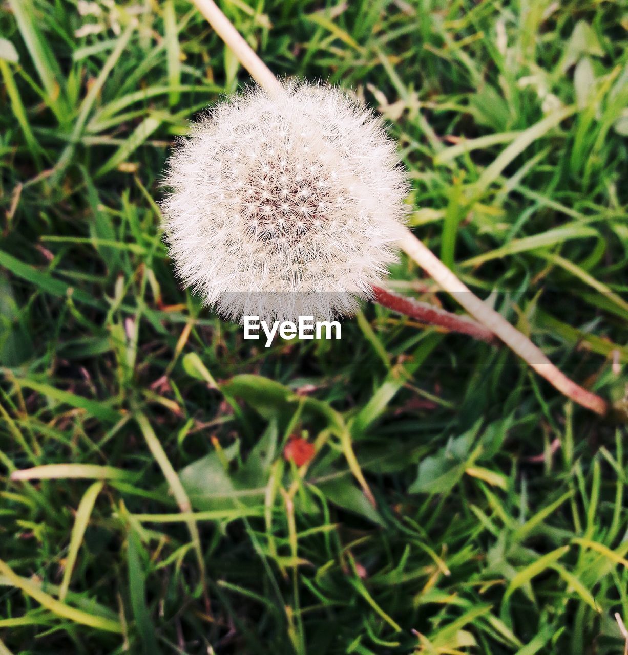 HIGH ANGLE VIEW OF DANDELION FLOWER