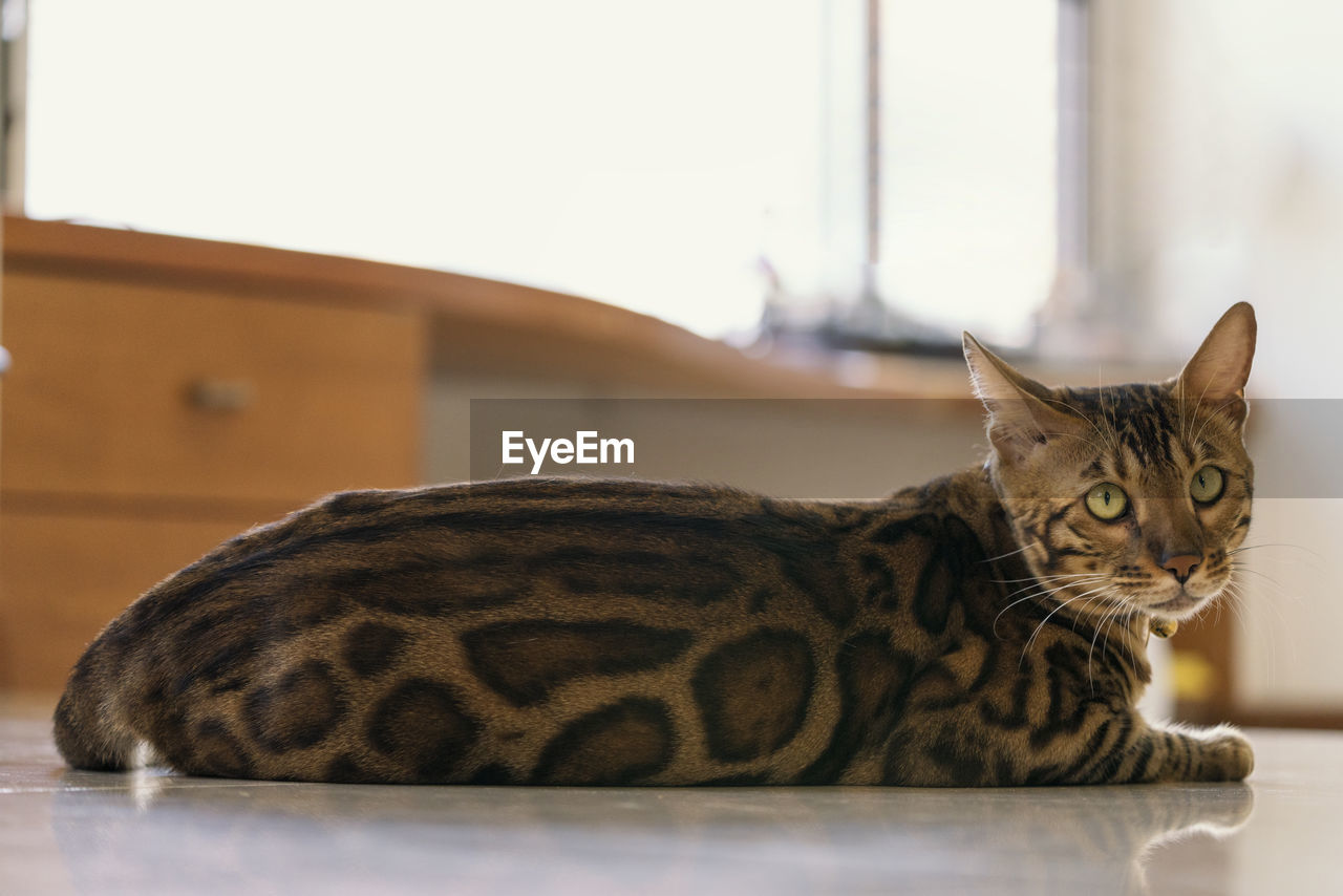 CLOSE-UP PORTRAIT OF A CAT