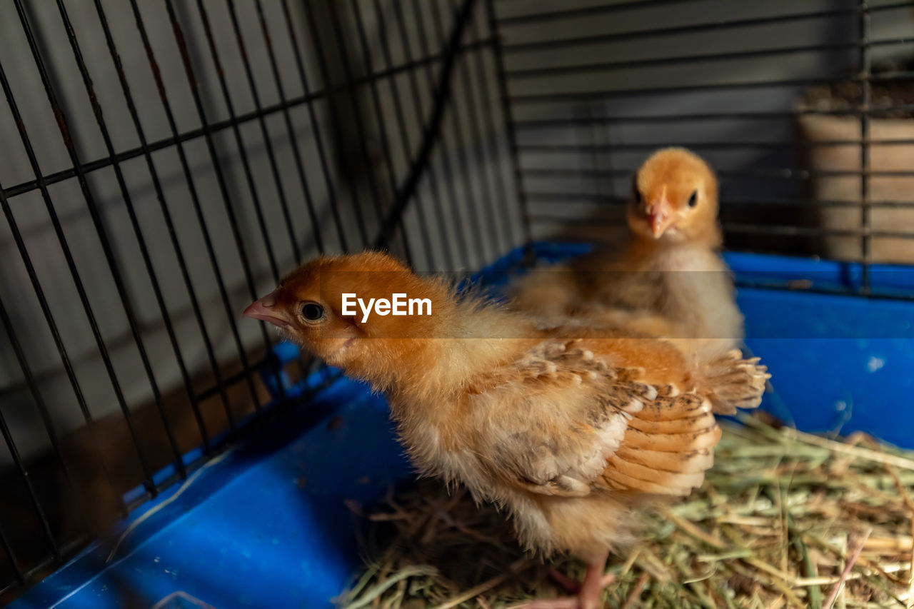 CLOSE-UP OF DUCKLINGS ON CAGE