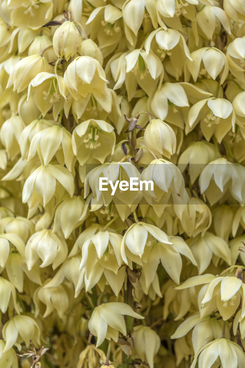 HIGH ANGLE VIEW OF WHITE FLOWERING PLANTS