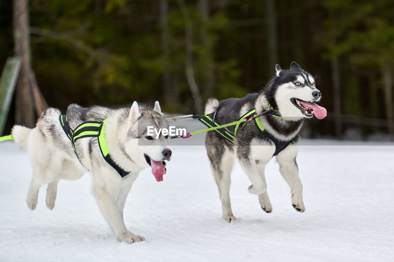 Running husky dogs on sled dog racing. winter dog sport sled team competition. husky dogs in harness