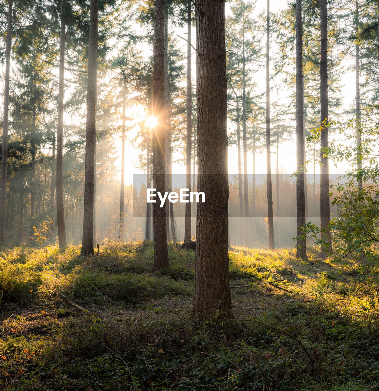 Sunlight streaming through trees in forest