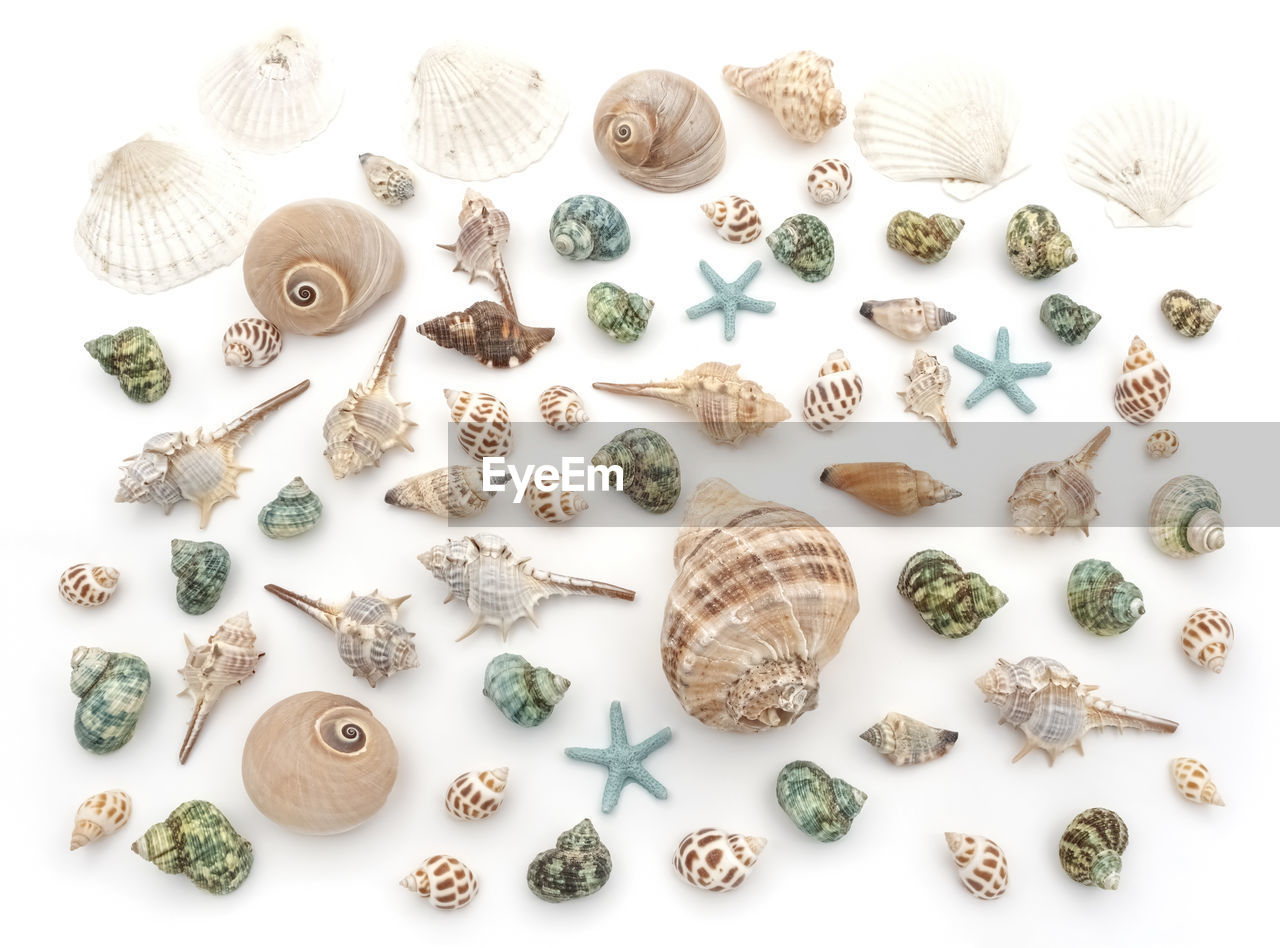 Collection of seashells and starfish isolated on white background