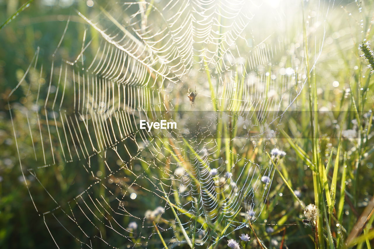 CLOSE-UP OF WET SPIDER WEB ON PLANTS