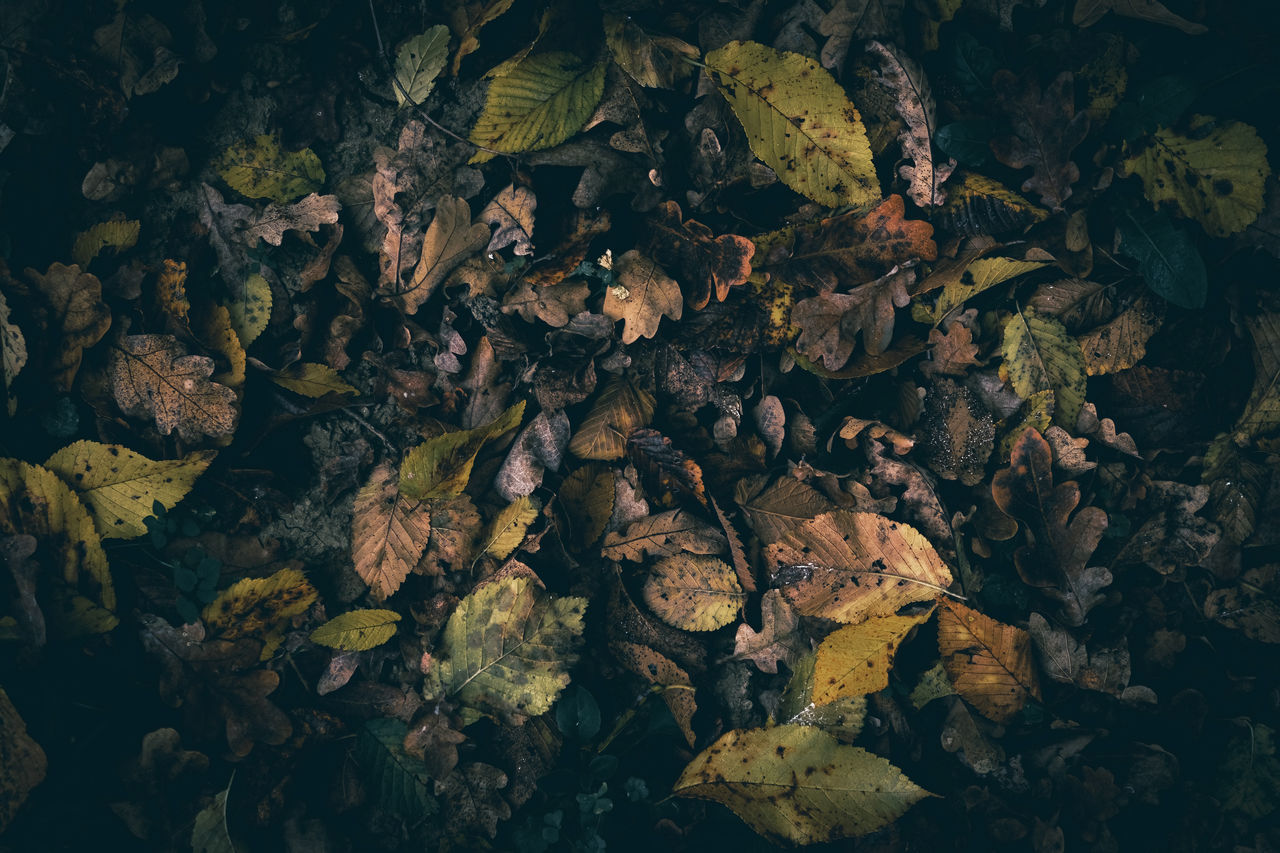 nature, plant part, leaf, no people, land, autumn, darkness, high angle view, plant, tree, beauty in nature, outdoors, water, full frame, dry, backgrounds, day, tranquility, cave, directly above, forest, leaves, rock