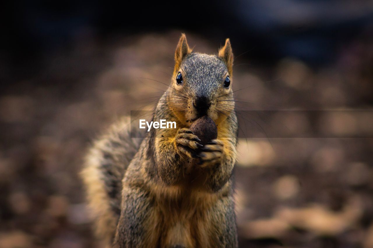 Close-up portrait of a squirrel