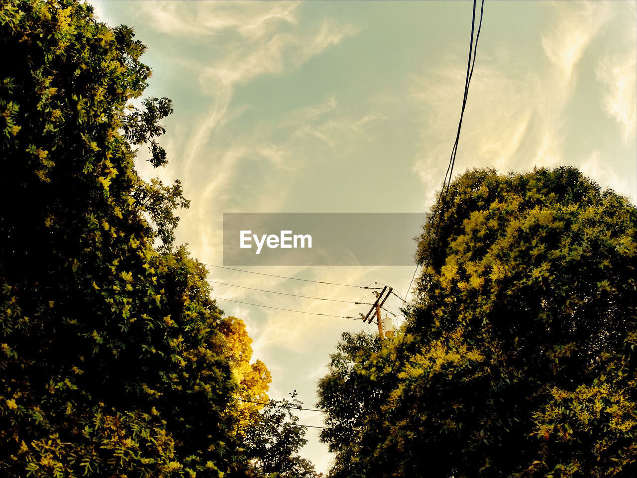 LOW ANGLE VIEW OF TREES AGAINST CLOUDY SKY