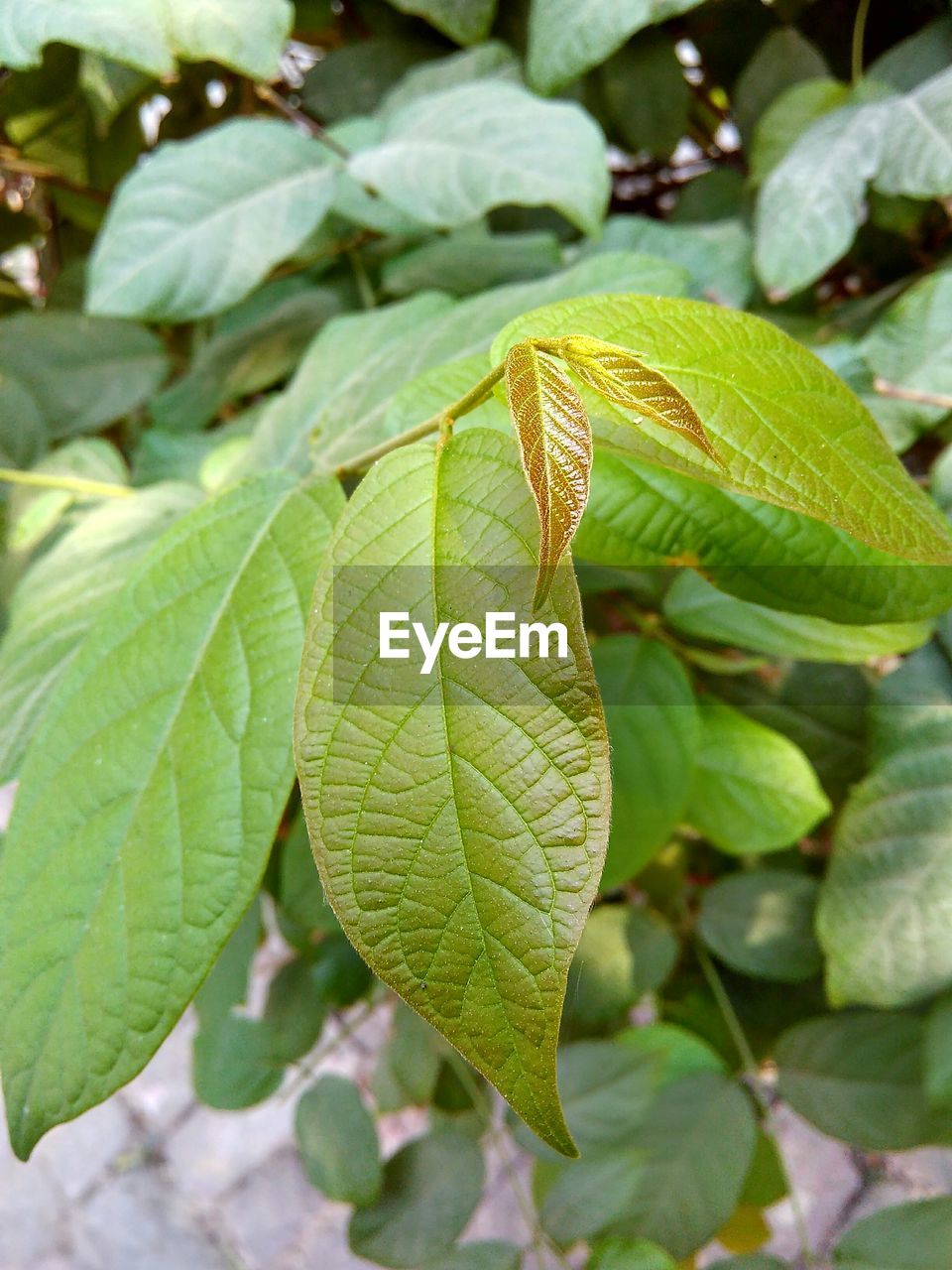 Close-up of fresh green leaves