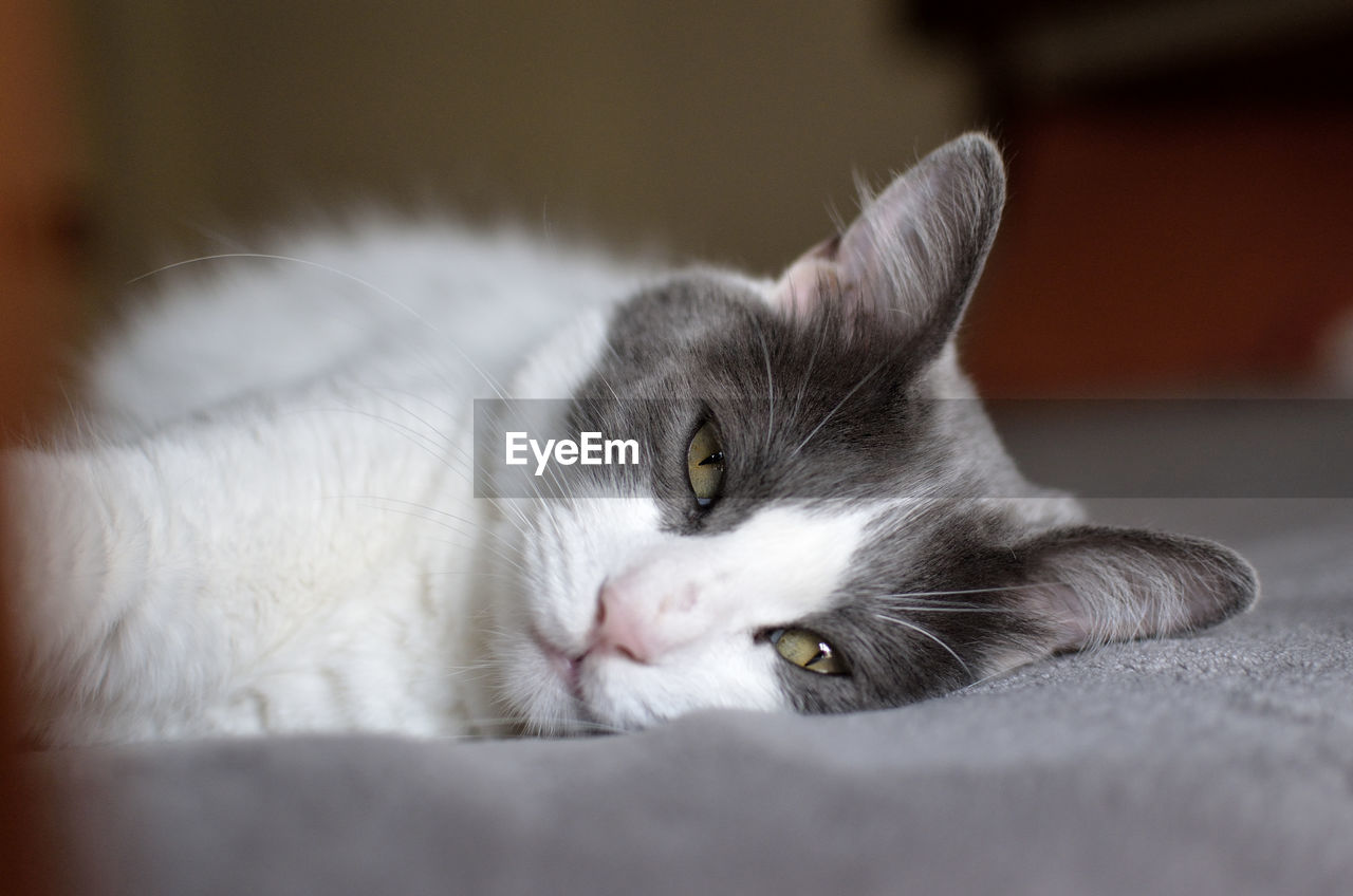 PORTRAIT OF CAT RESTING