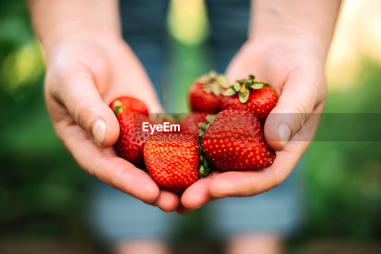 Close up shot of a person hands picking strawberries