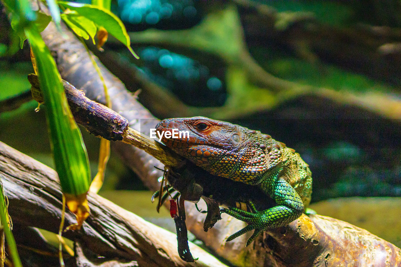 Krokodilteju at swiss zoo gossau