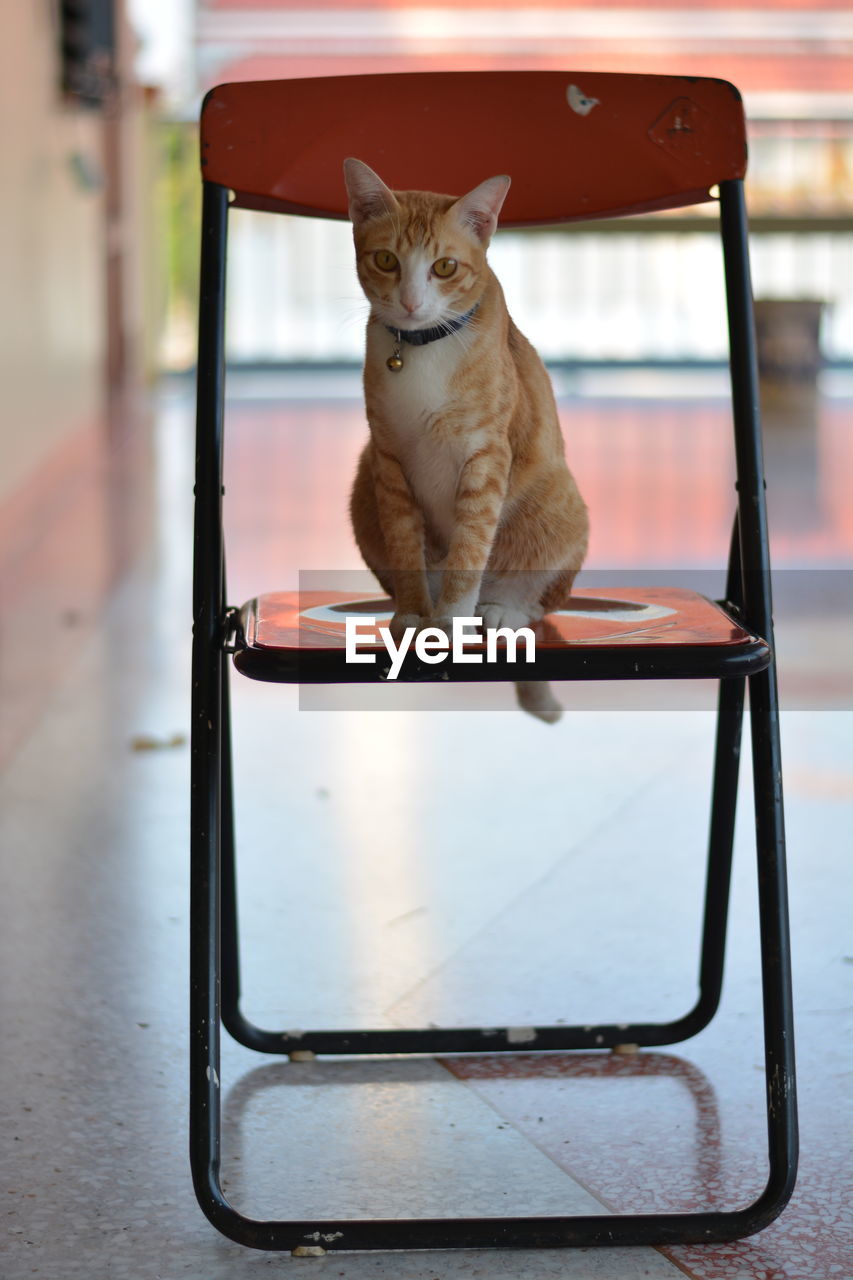 Portrait of cat sitting on floor