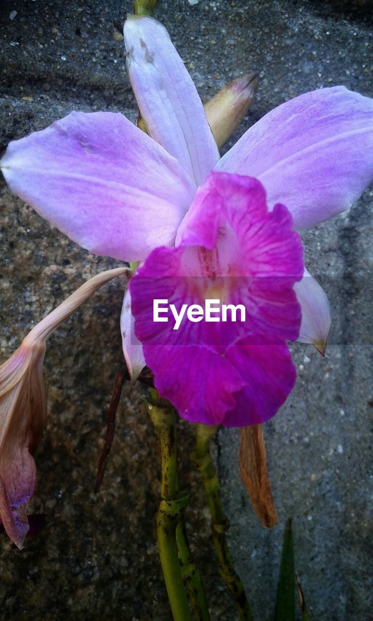 CLOSE-UP OF PINK FLOWERS BLOOMING