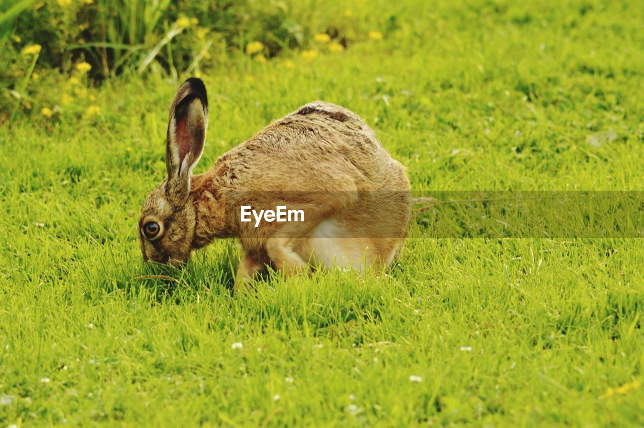 Rabbit grazing on grassy field