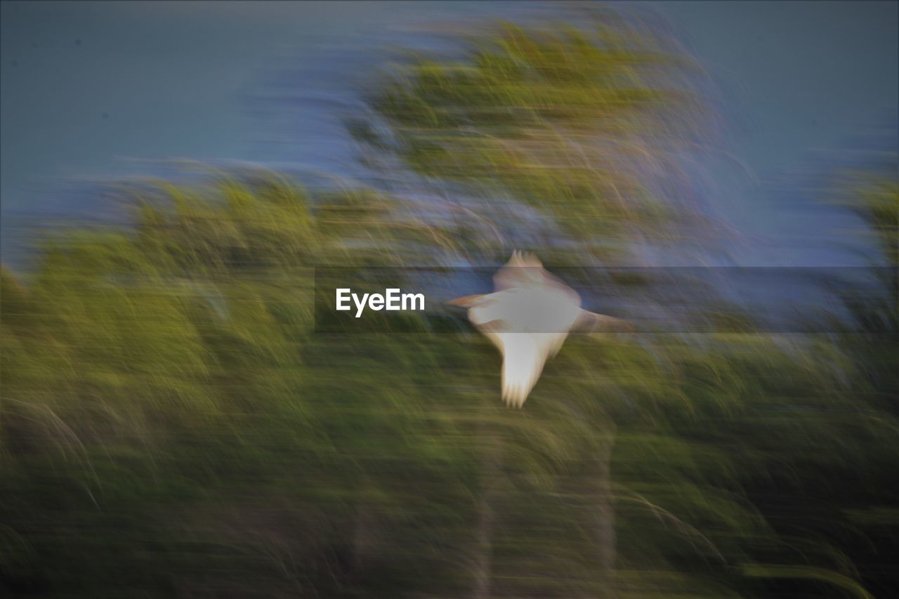 BLURRED MOTION OF A BIRD FLYING OVER FIELD