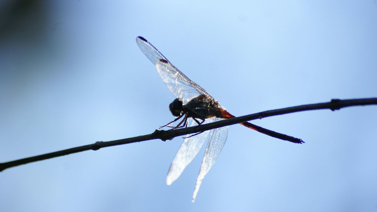 Close-up of dragonfly perching on twig