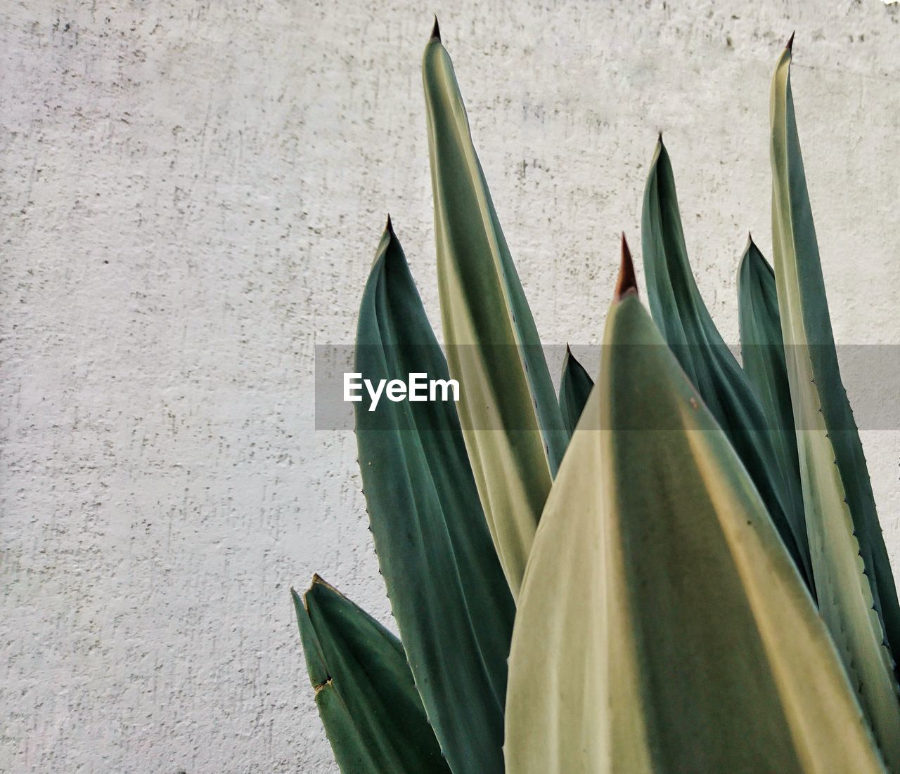 Close-up of succulent plant against wall