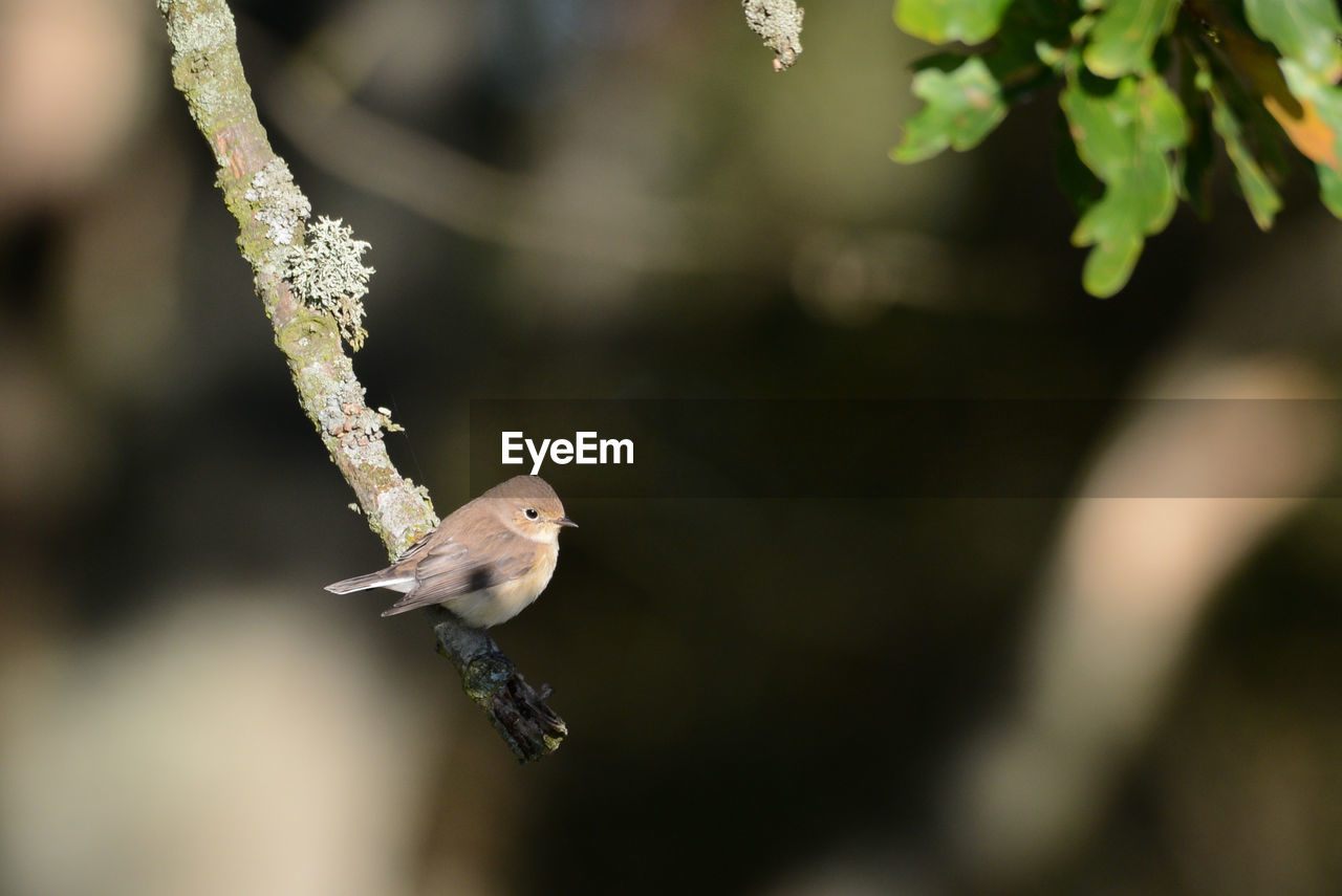 CLOSE-UP OF A BIRD PERCHING ON PLANT