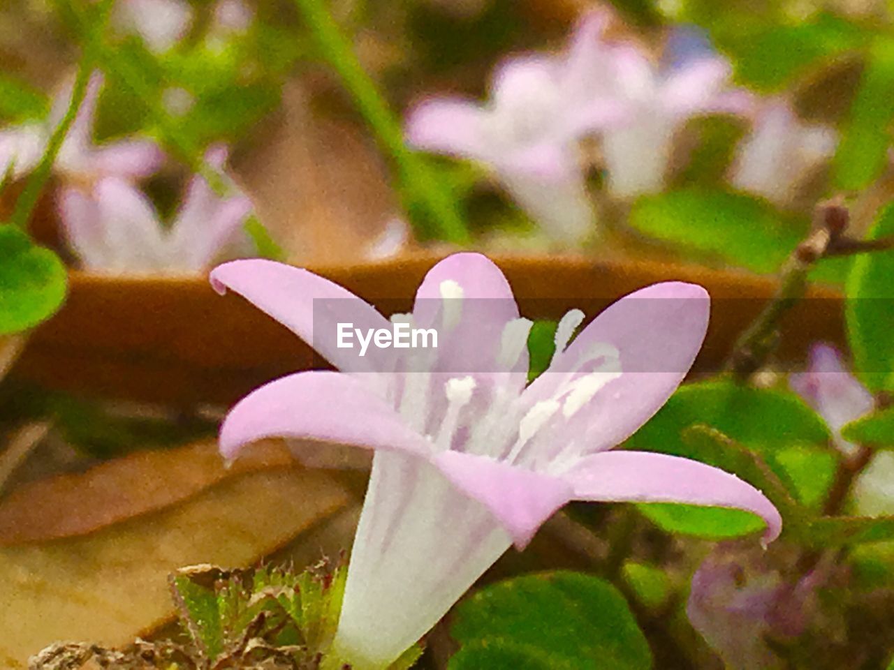 CLOSE-UP OF PURPLE FLOWERS BLOOMING