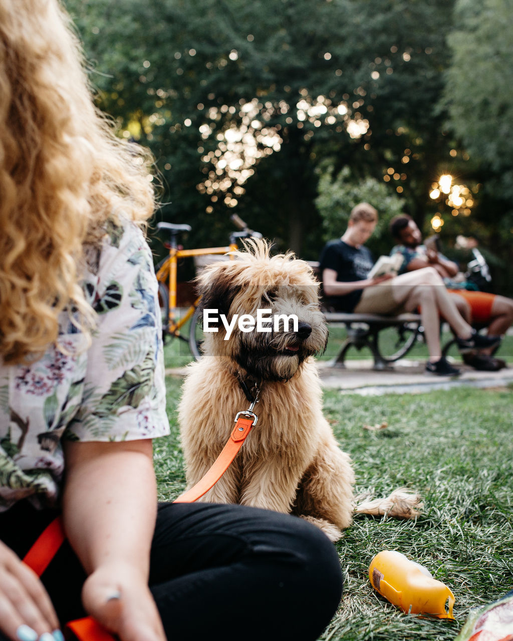 Cropped image of woman with dog sitting in park