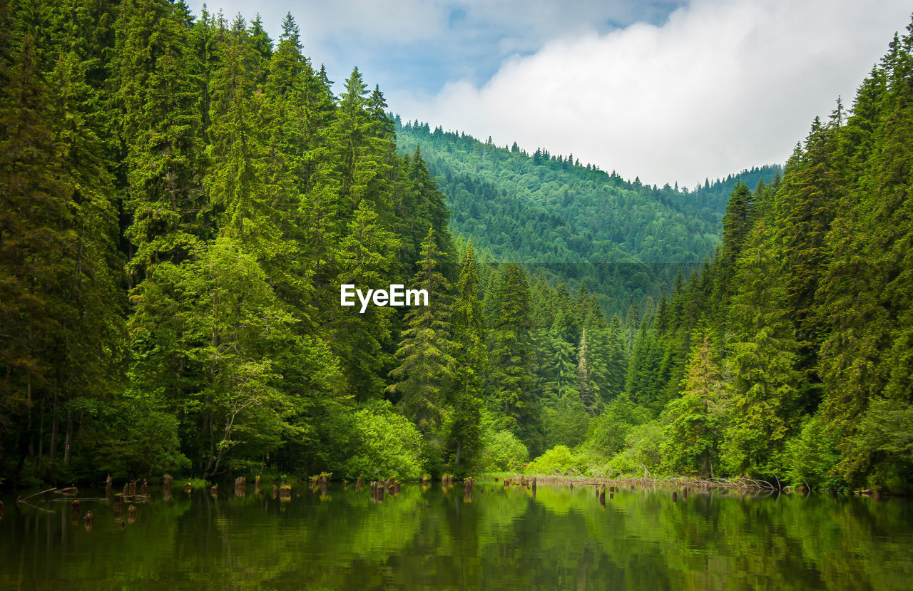 Panoramic view of lake amidst trees in forest against sky