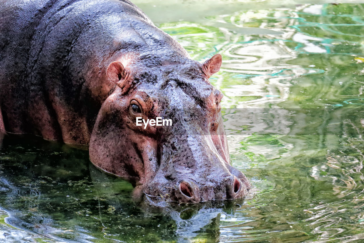 CLOSE-UP OF ANIMAL DRINKING WATER