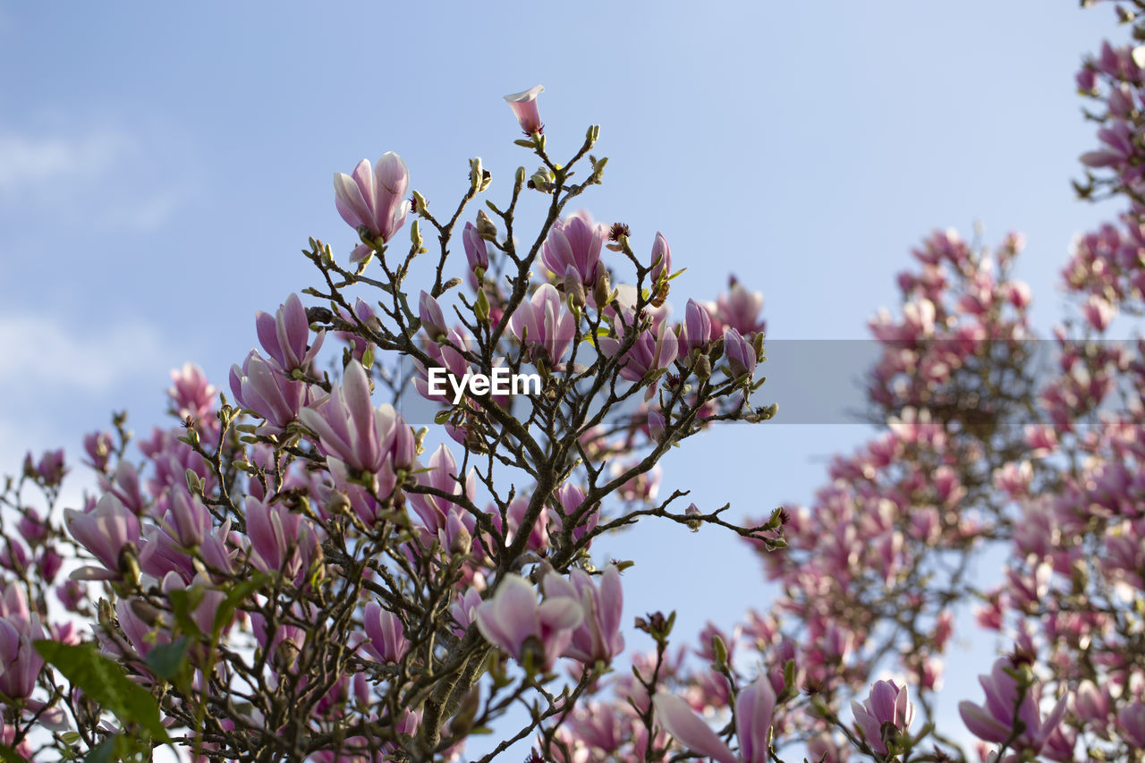 Low angle view of pink flowering tree against sky