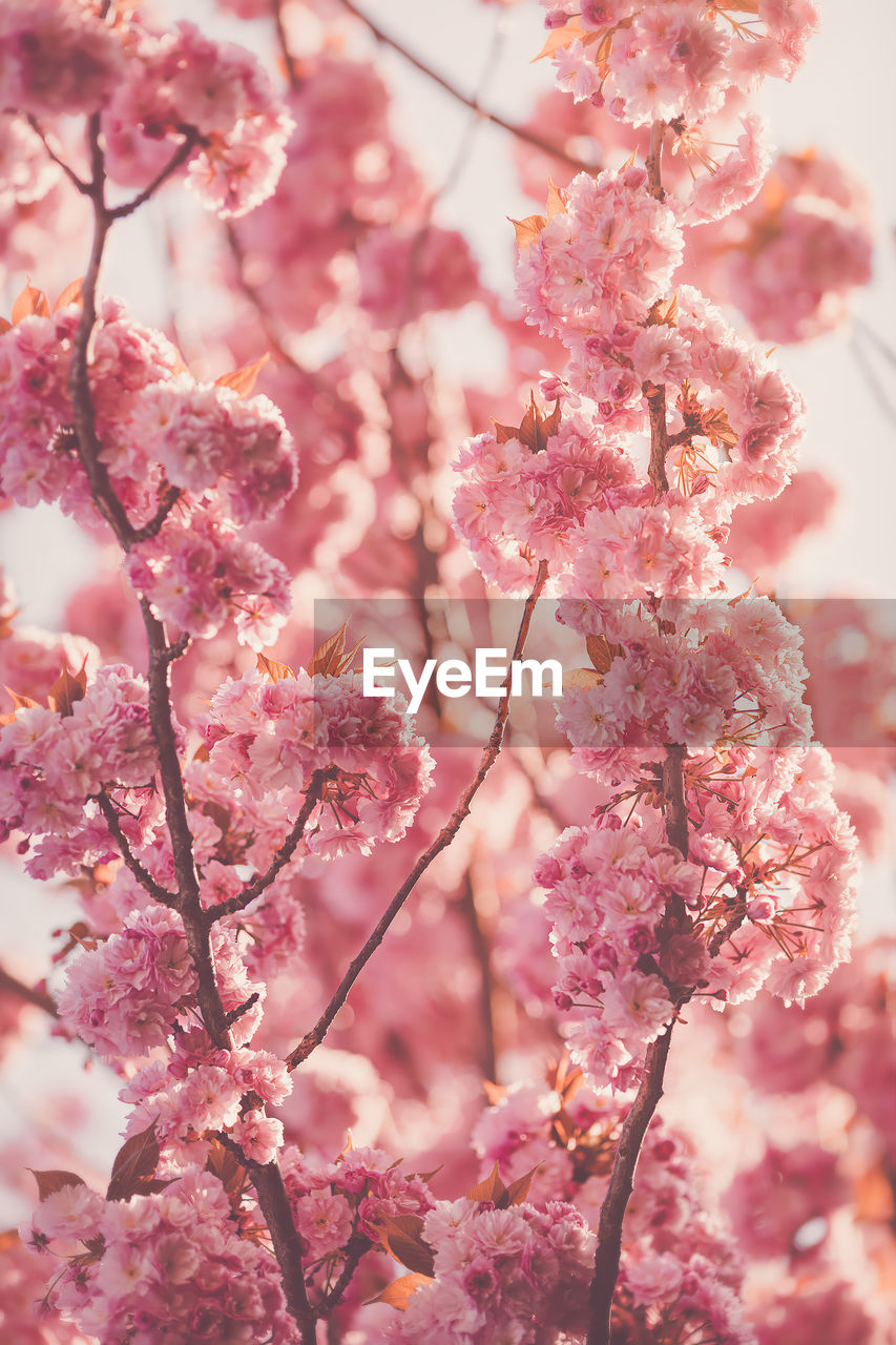 LOW ANGLE VIEW OF PINK CHERRY BLOSSOMS