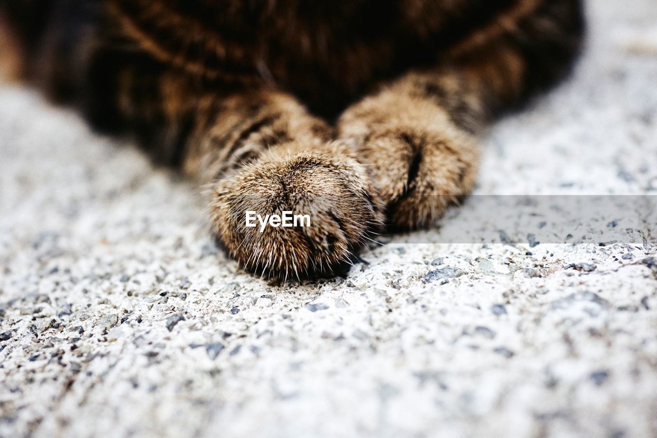 Close-up of cat paws on textured surface