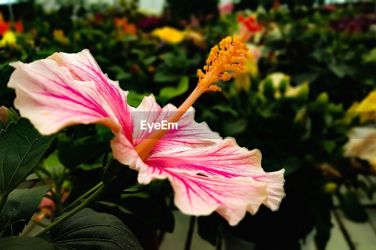 Close-up of pink hibiscus flower