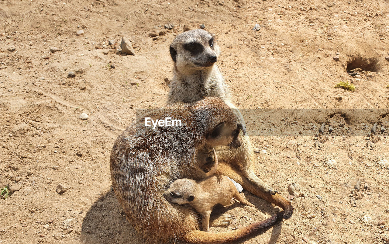 Meerkat family with their baby