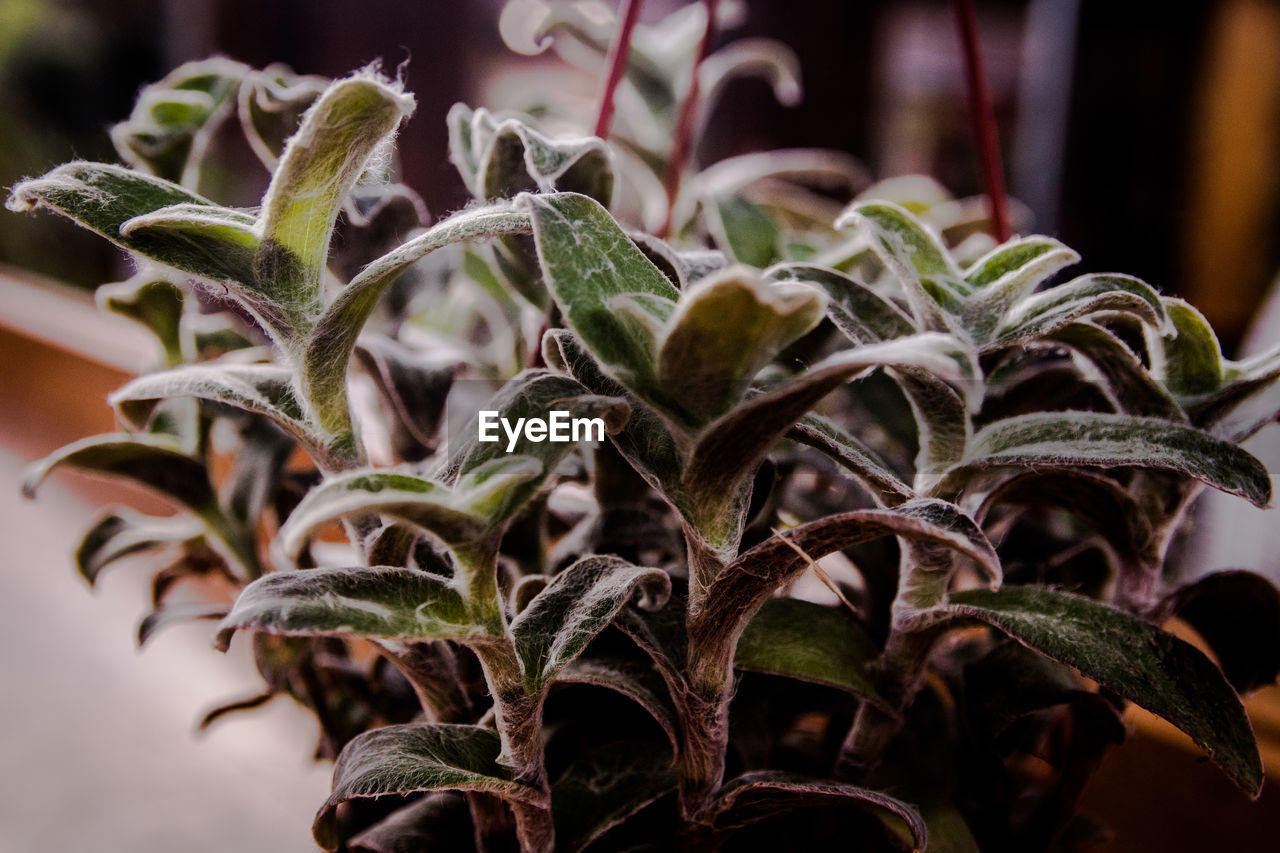 Close-up of potted plant