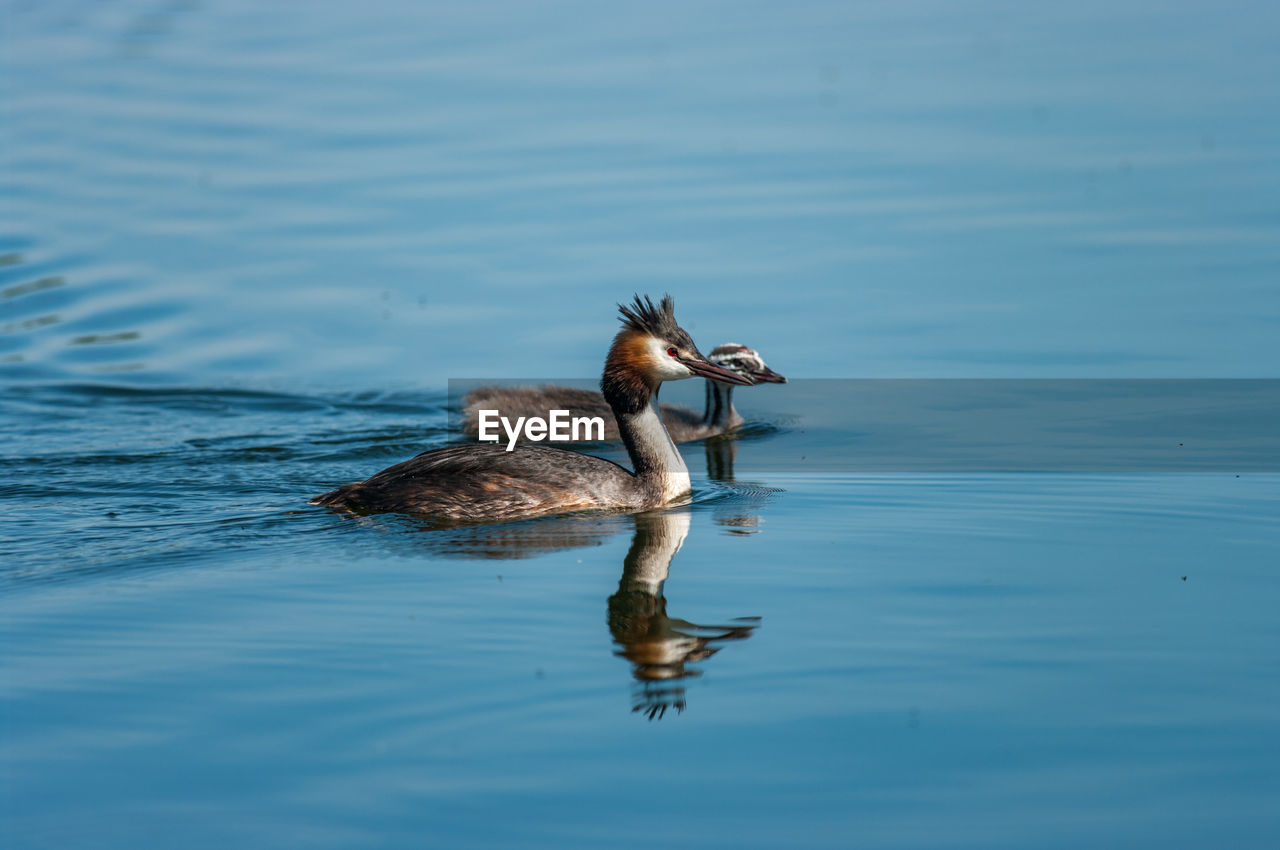  great crested grebe swimming in a lake