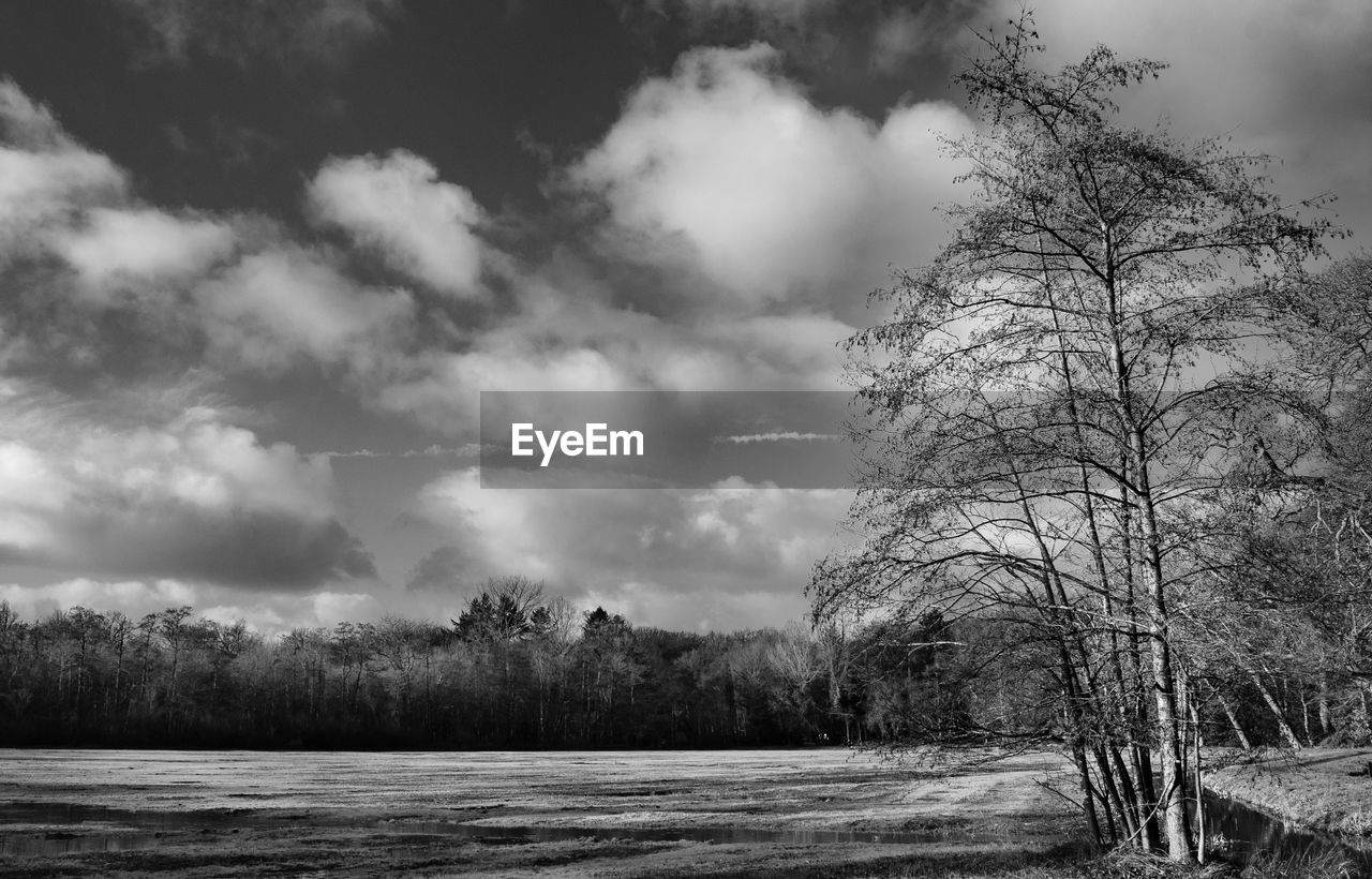 Trees on field against sky